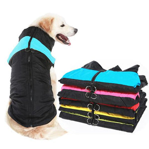 Do Dogs Need Coats in the Winter?